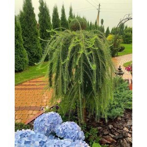 Smrekovec japonský (Larix kaempferi) ´PENDULA´, výška: 130-170 cm, kont. C7.5L – NA KMIENKU